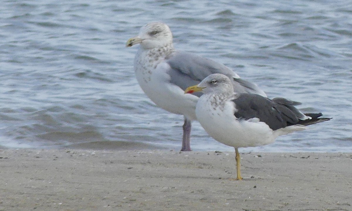 Lesser Black-backed Gull - Cuneyt Yilmaz