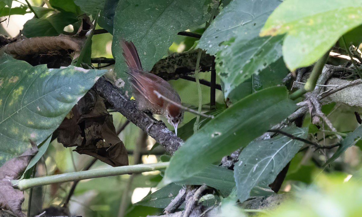 Scaled Spinetail - Paul Fenwick