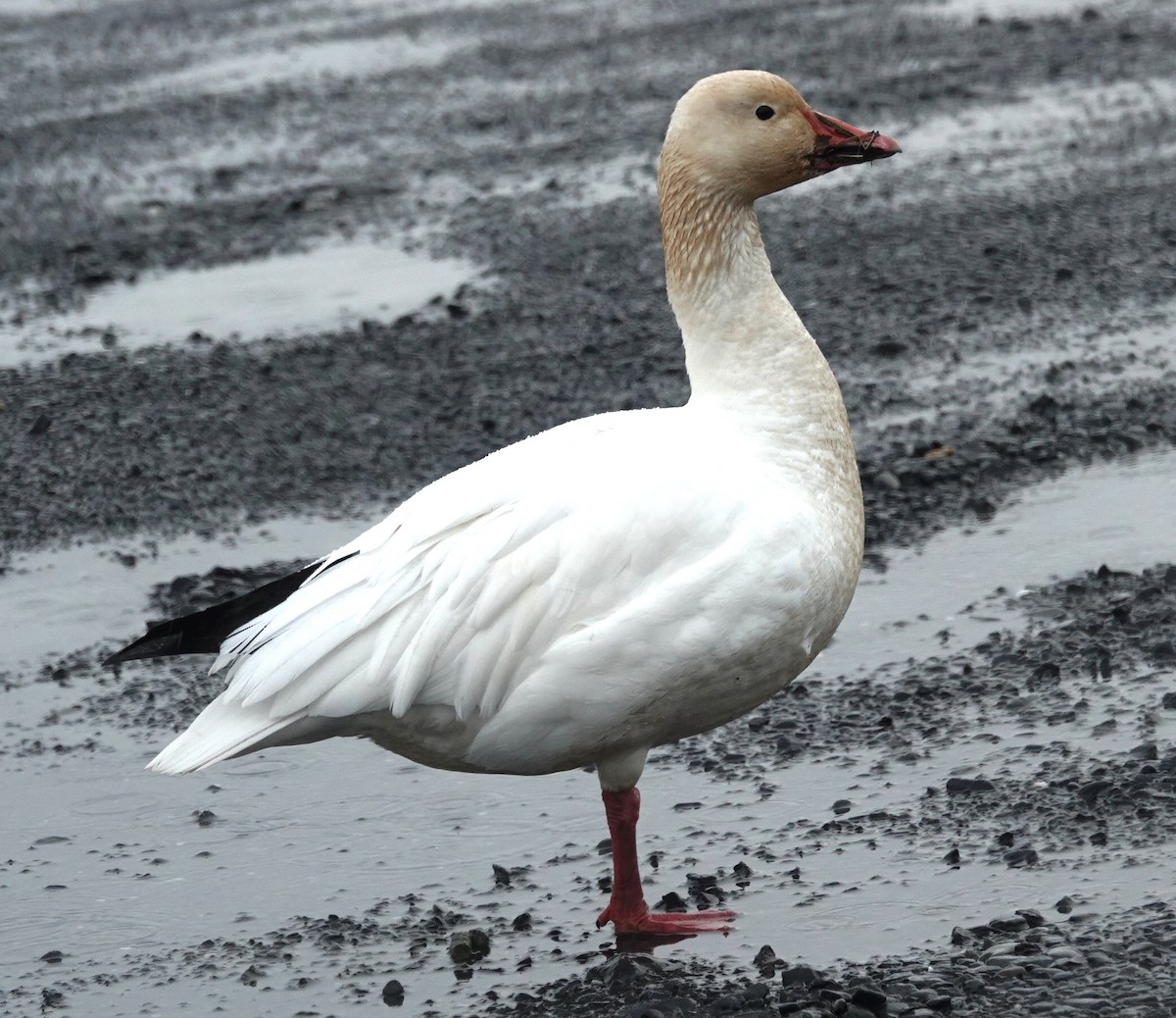 Snow Goose - ML611487357