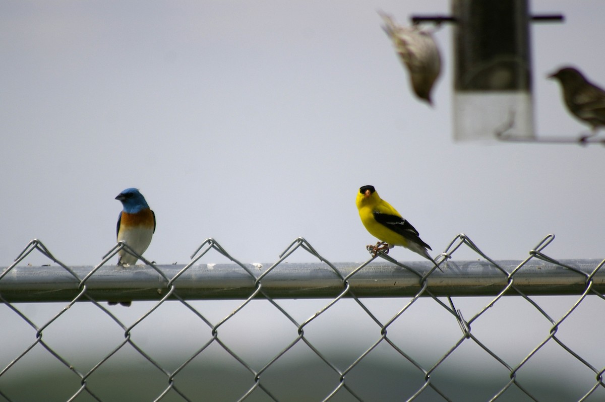 Lazuli Bunting - ML611487438