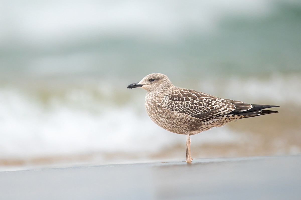 Lesser Black-backed Gull - ML611487481