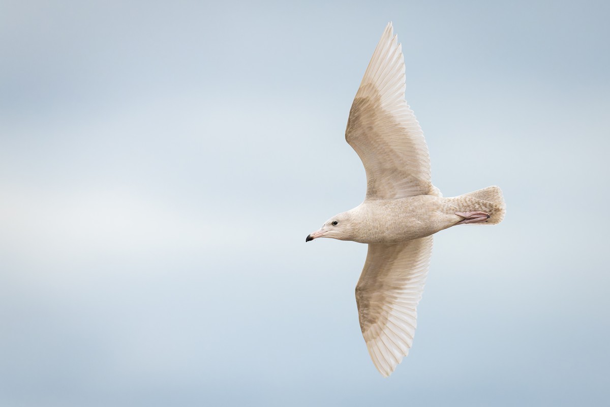 Glaucous Gull - ML611487483