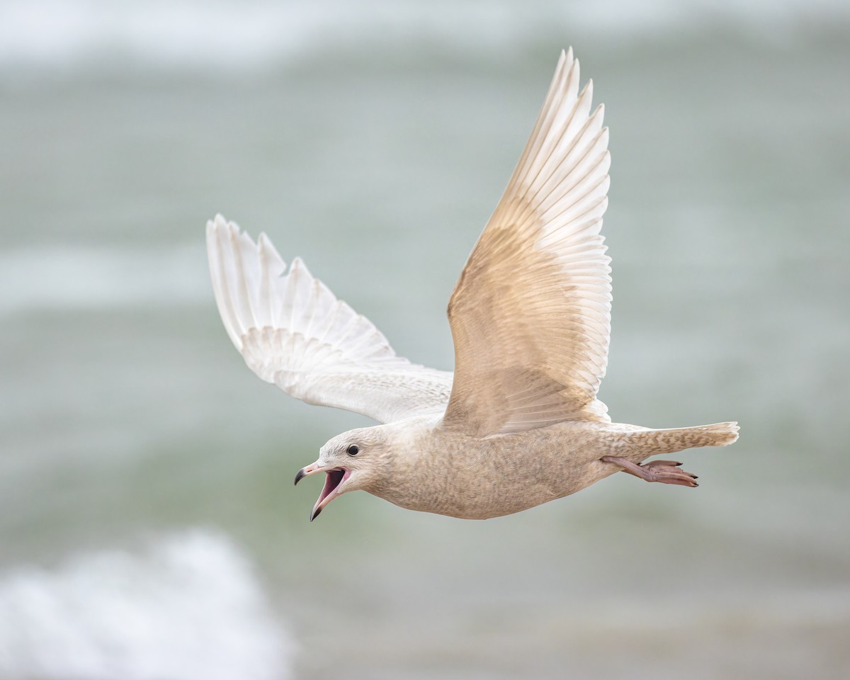 Glaucous Gull - ML611487487