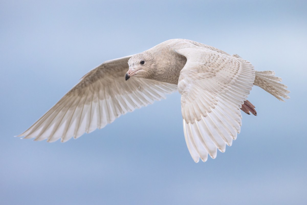 Glaucous Gull - ML611487489