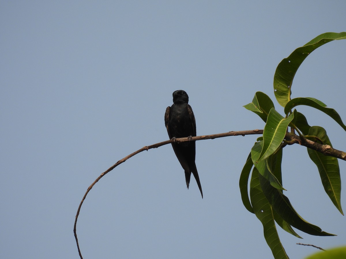 Golondrina Fanti - ML611487503