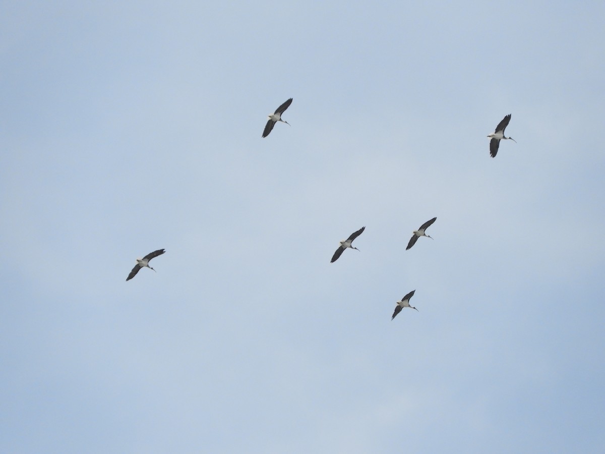 Straw-necked Ibis - ML611487524