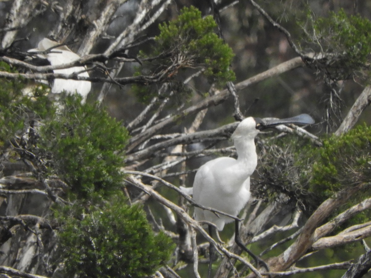 Royal Spoonbill - Charles Silveira