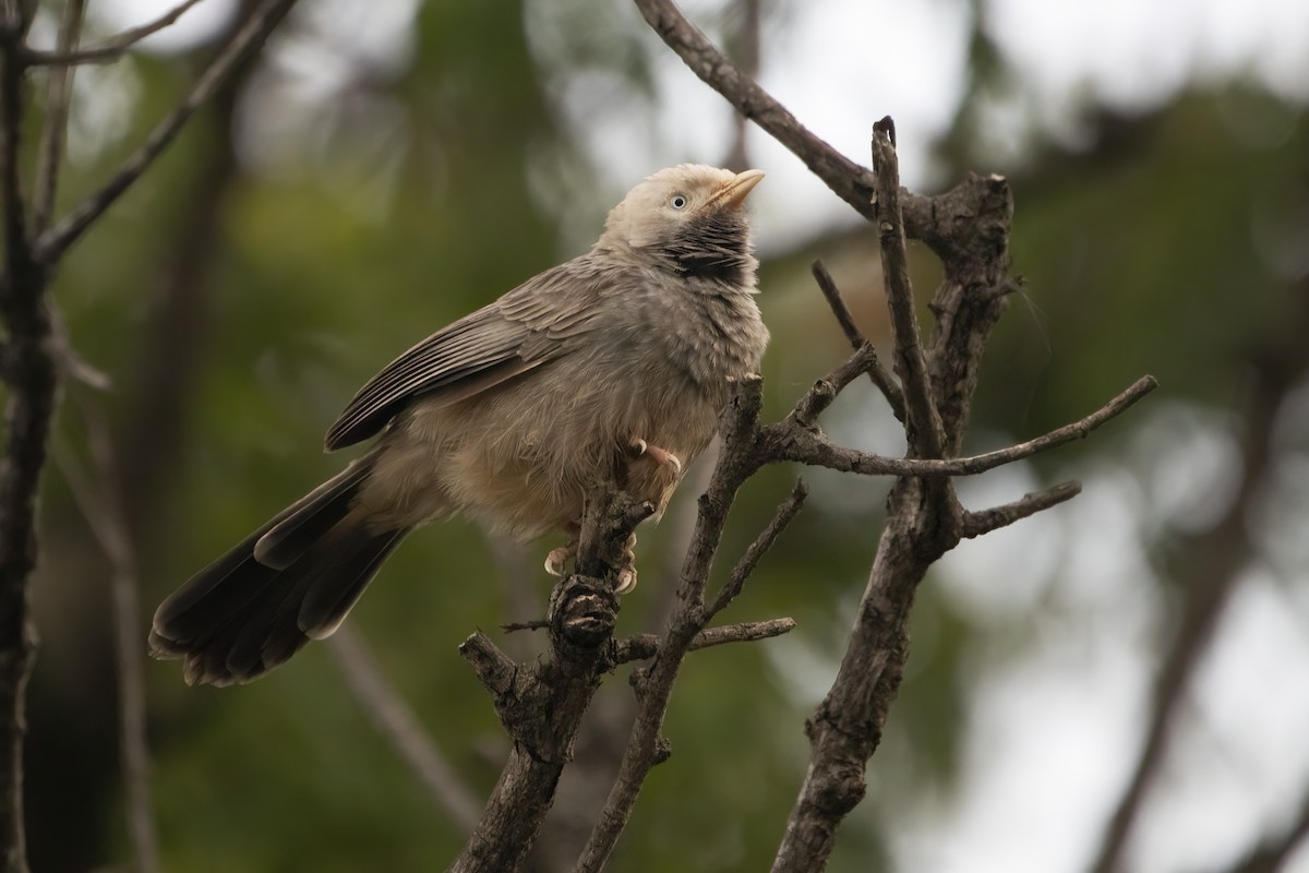 Yellow-billed Babbler - ML611487588