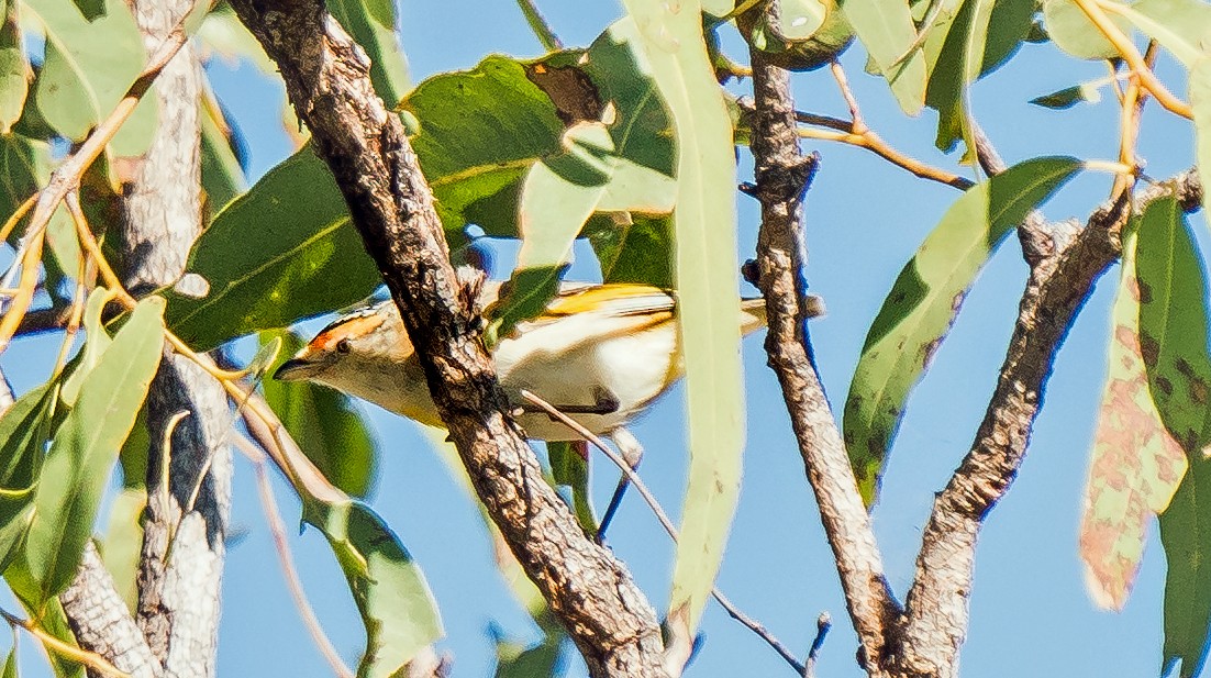 Red-browed Pardalote - Russell Scott