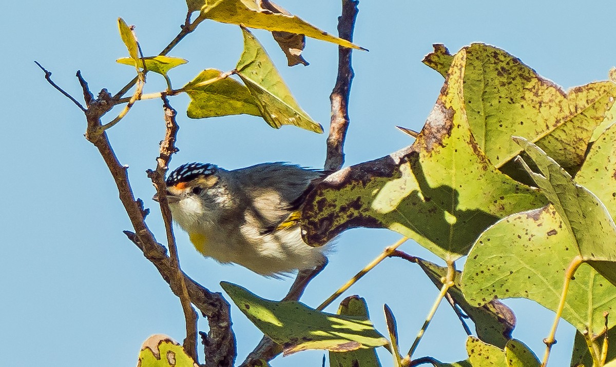 Red-browed Pardalote - Russell Scott