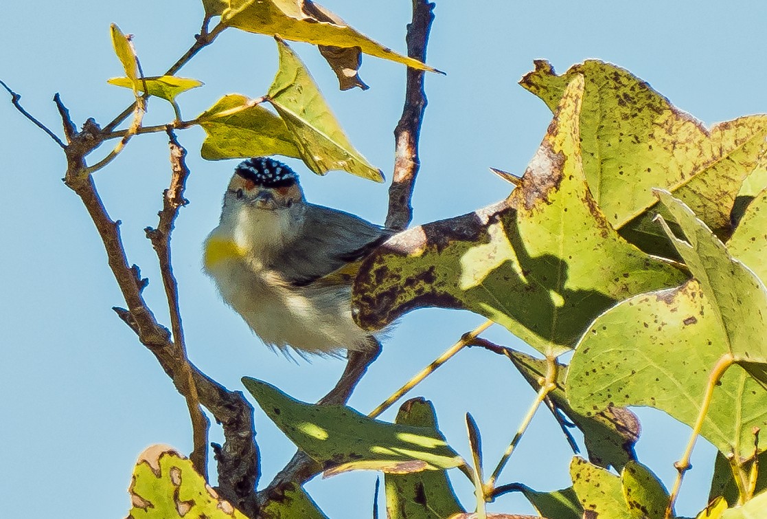 Red-browed Pardalote - Russell Scott