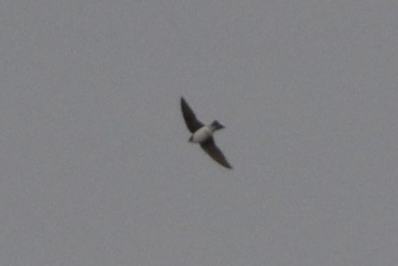 Tree Swallow - ML611487643