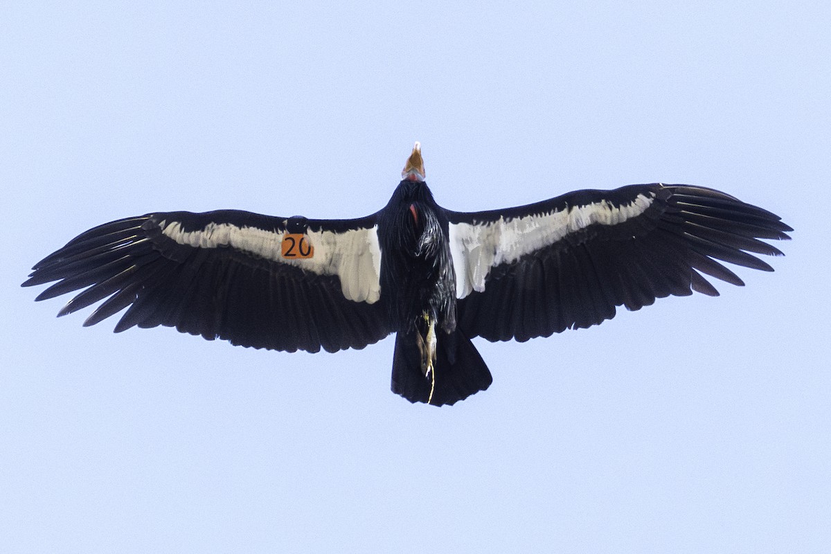 California Condor - Van Pierszalowski