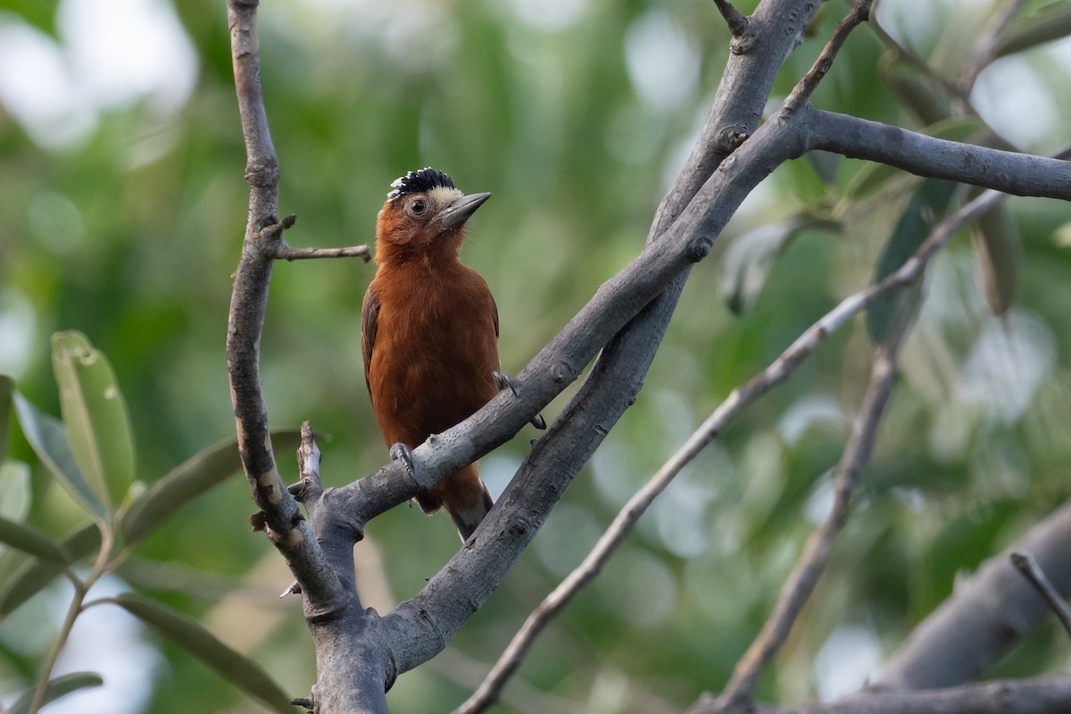 Chestnut Piculet - Brandon Nidiffer