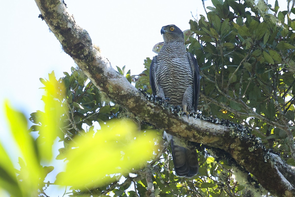 Henst's Goshawk - ML611487821