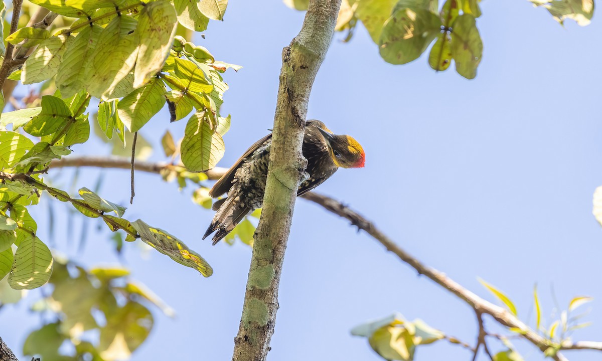 White-throated Woodpecker - Paul Fenwick