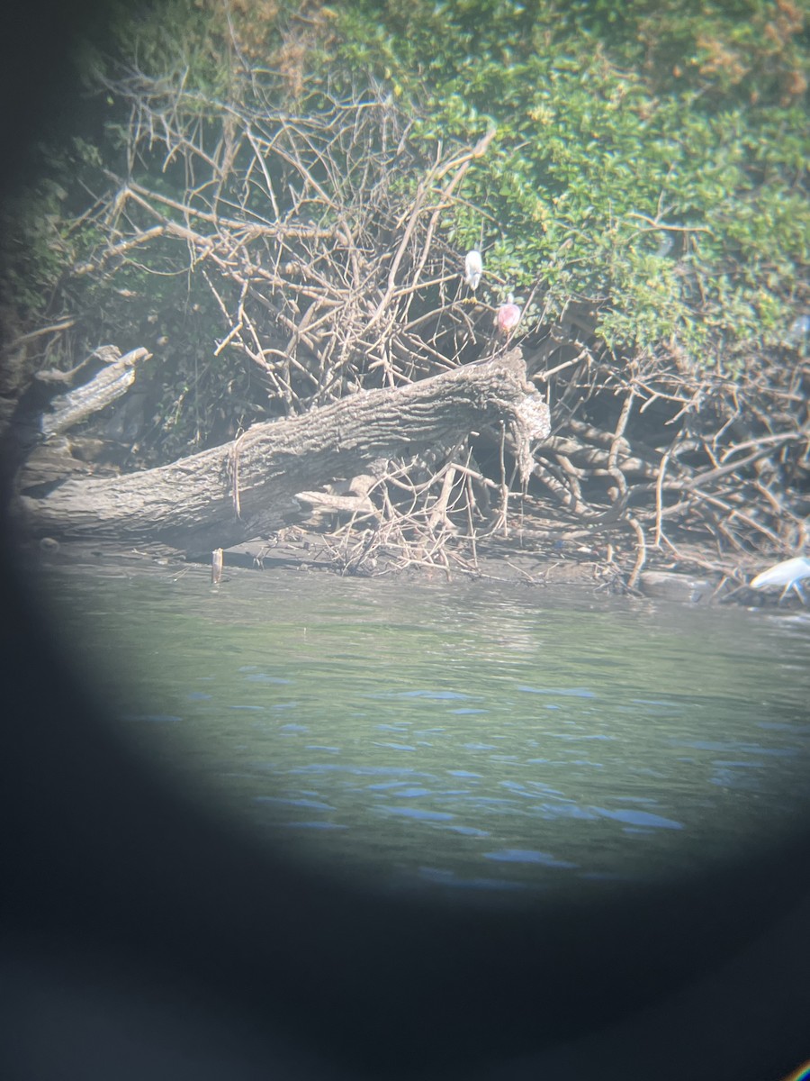 Roseate Spoonbill - ML611487851