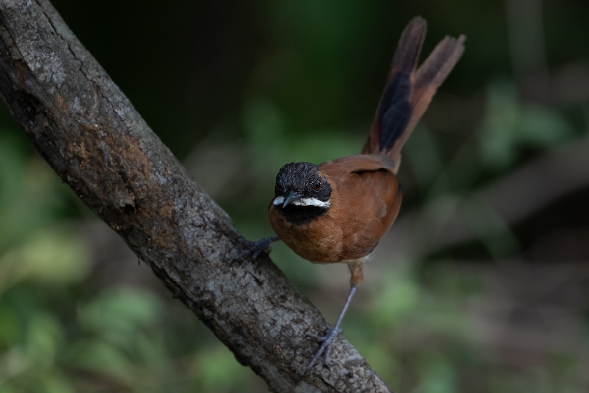 White-whiskered Spinetail - Brandon Nidiffer