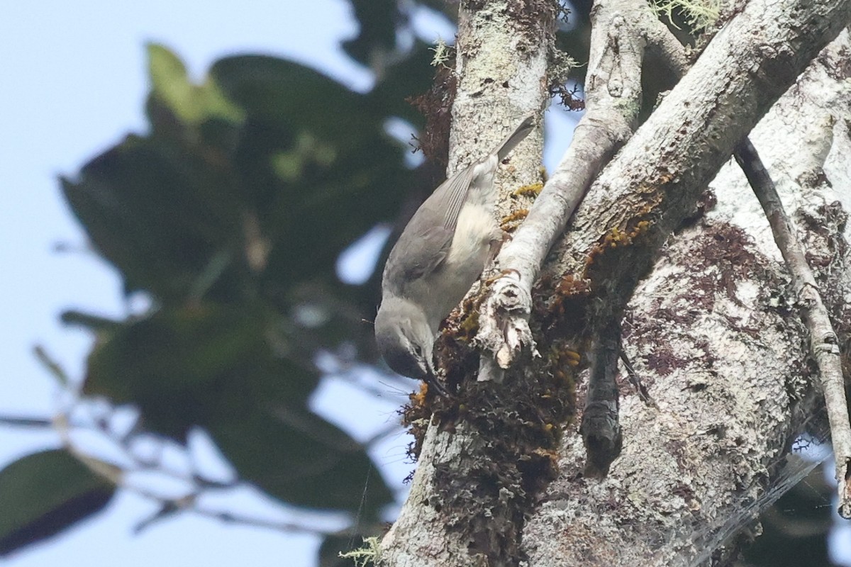 Rand's Warbler - Daniel Engelbrecht - Birding Ecotours