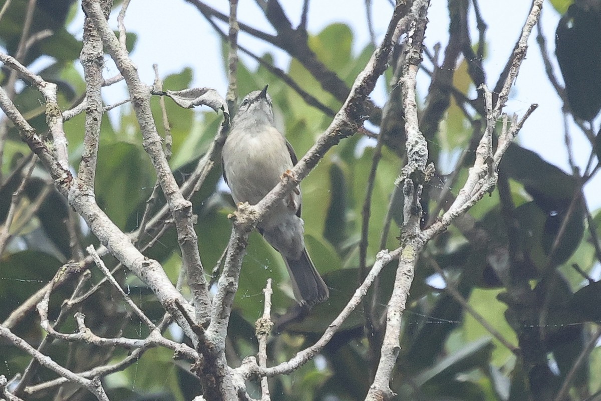 Rand's Warbler - ML611487899