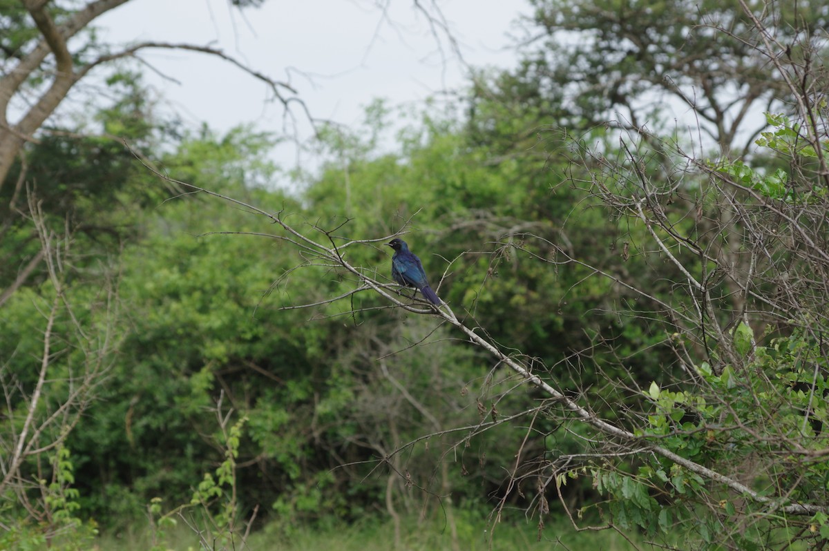 Purple-headed Starling - ML611487907