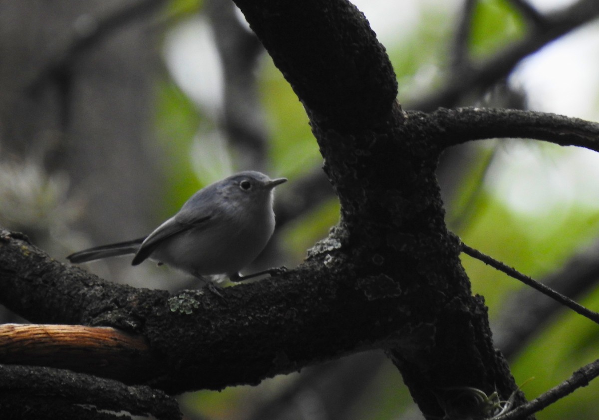 Blue-gray Gnatcatcher - ML611487921