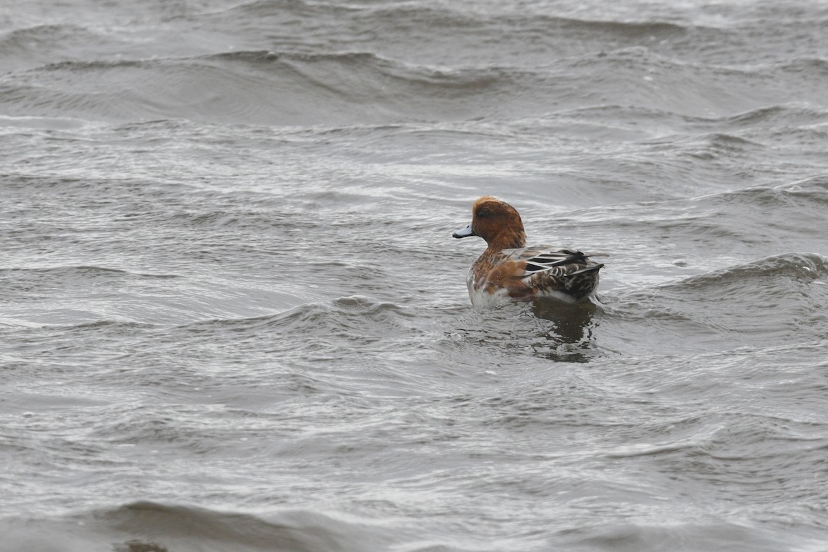 Eurasian Wigeon - ML611487948