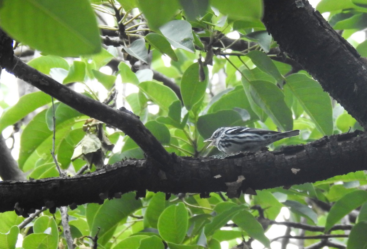 Black-and-white Warbler - ML611488044