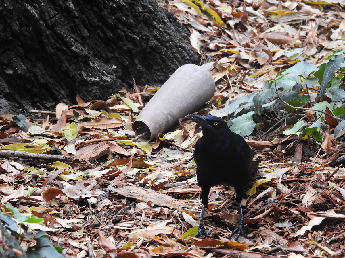 Great-tailed Grackle - ML611488090