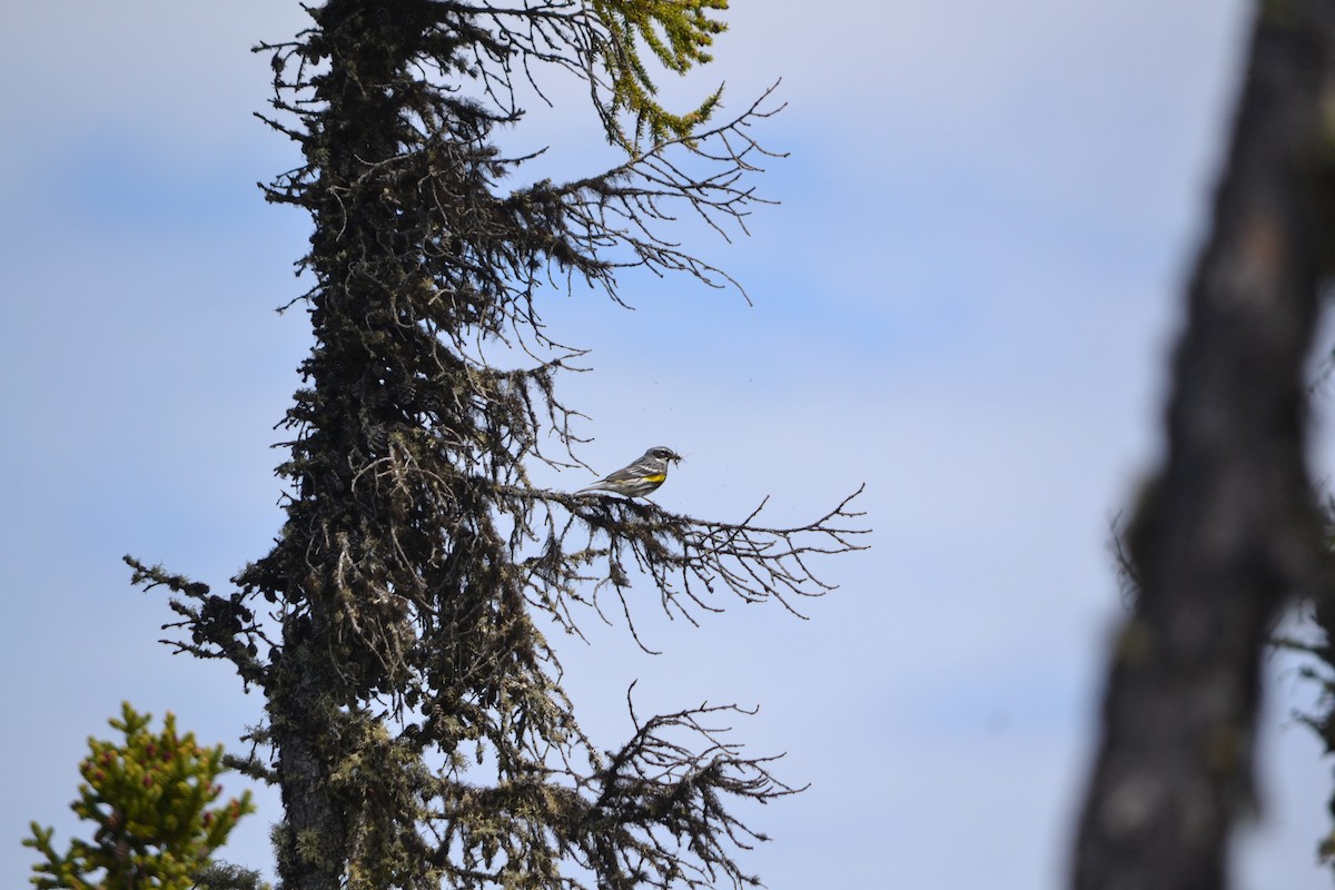 Yellow-rumped Warbler - ML611488111