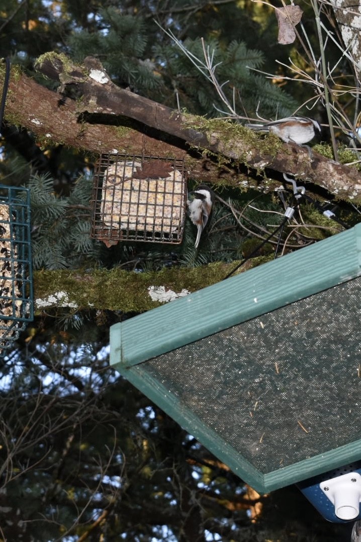 Chestnut-backed Chickadee - ML611488115