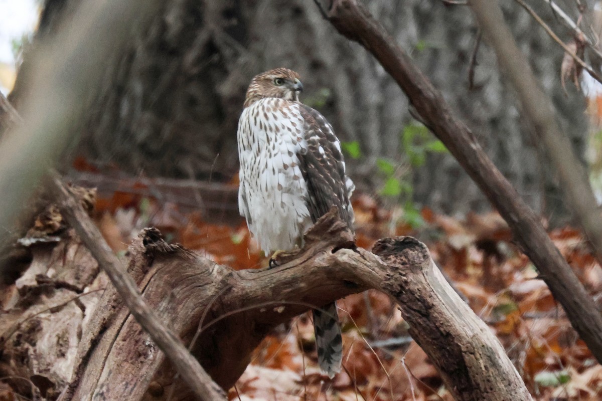 Cooper's Hawk - ML611488120