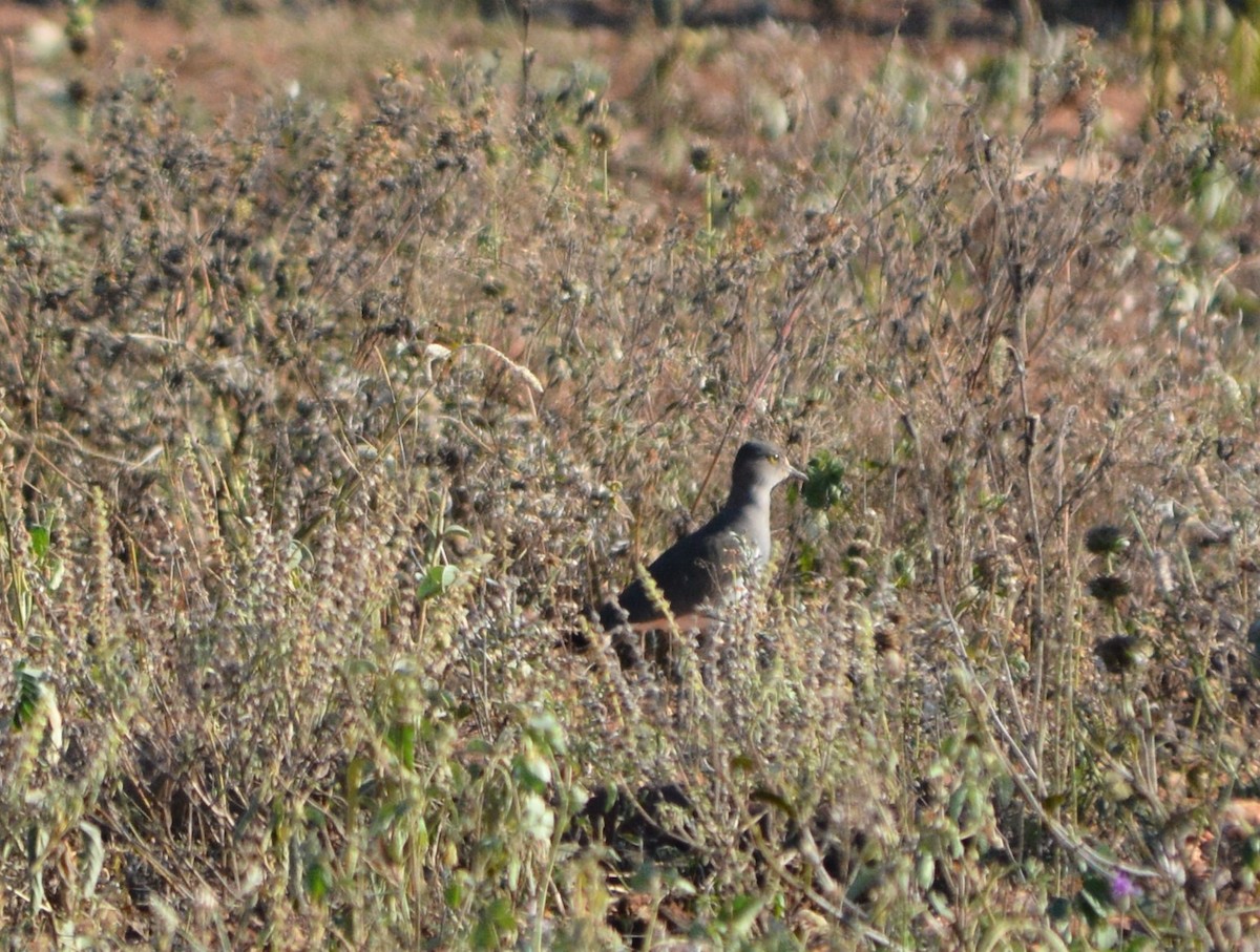 Senegal Lapwing - ML611488195