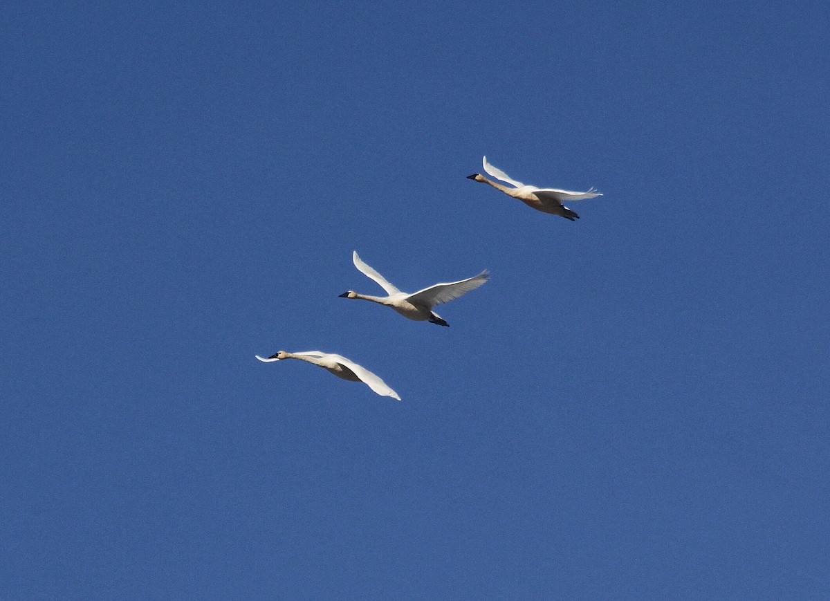 Tundra Swan - ML611488208