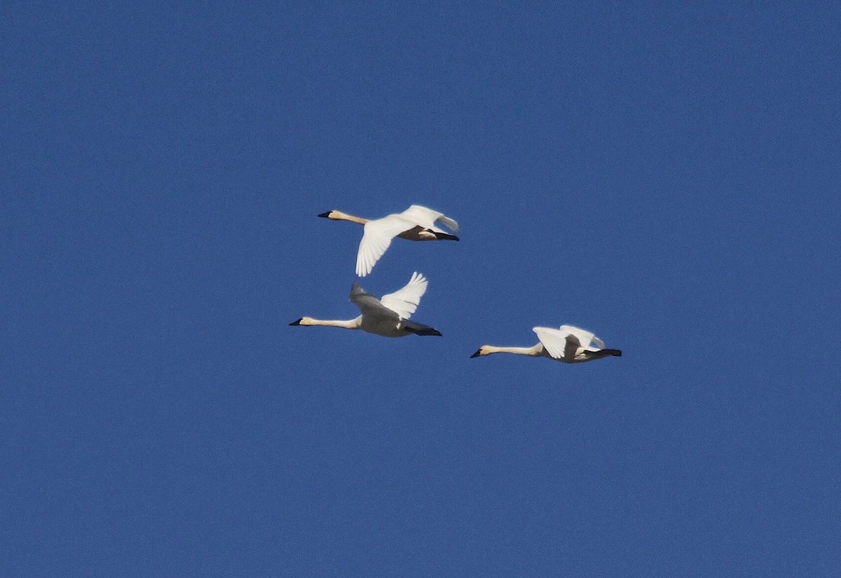 Tundra Swan - Richard Hubacek