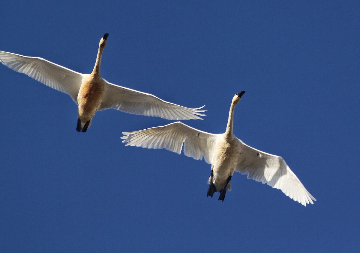 Tundra Swan - Richard Hubacek