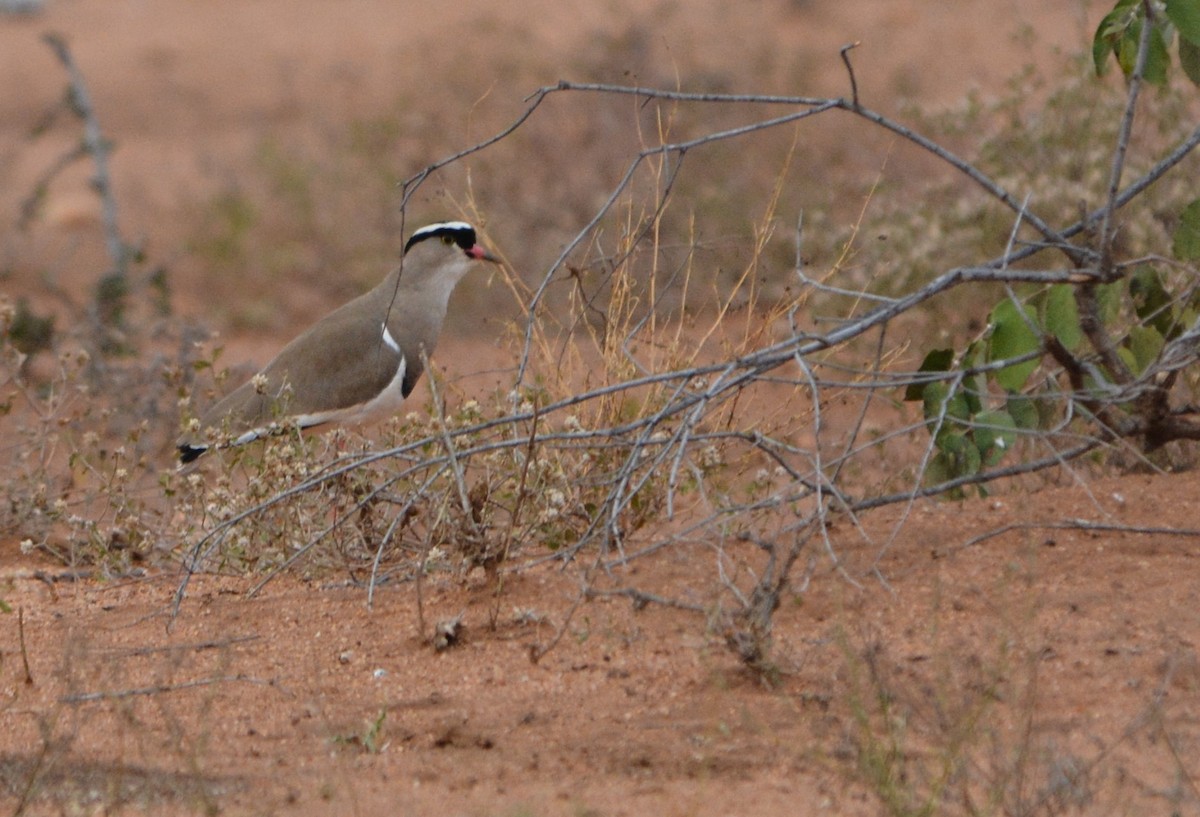 Crowned Lapwing - ML611488212