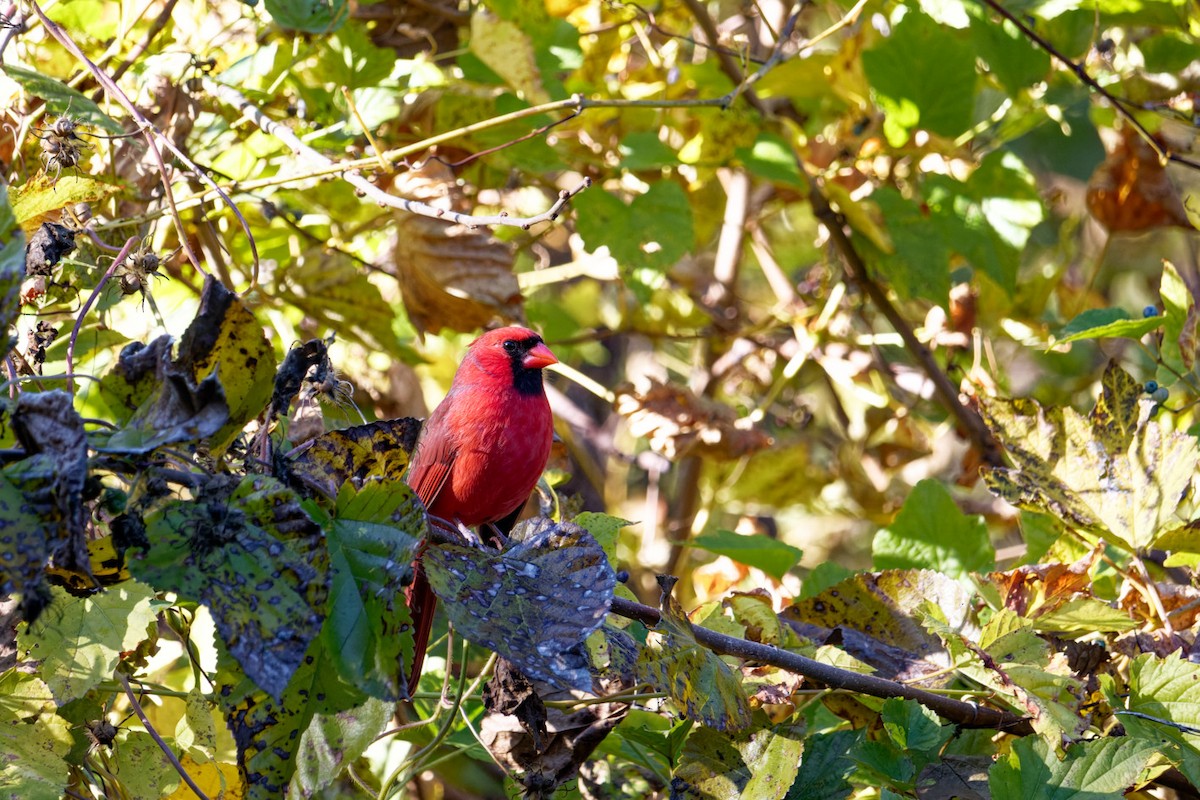 Northern Cardinal - ML611488217