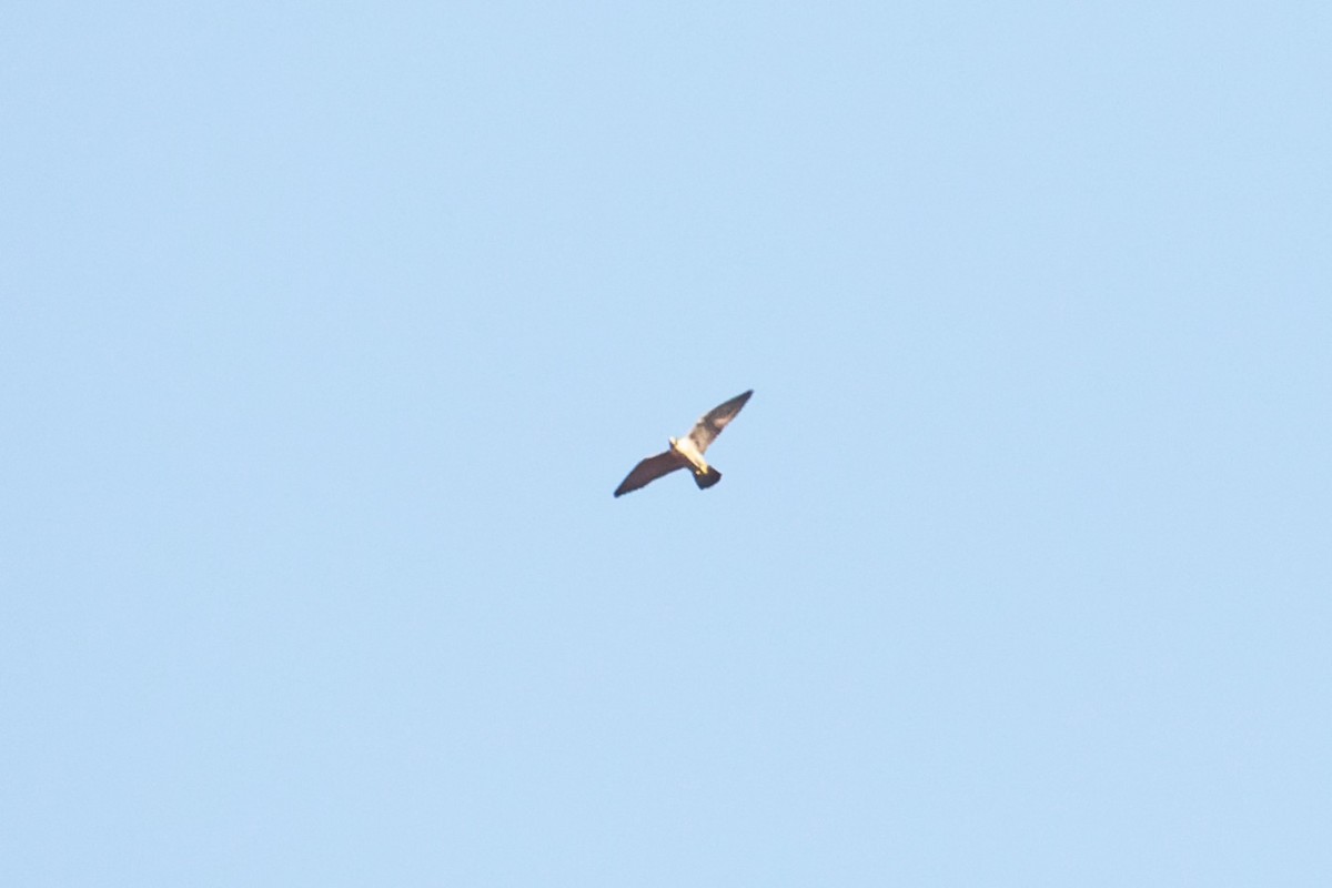 Peregrine Falcon - Shreyas Punacha