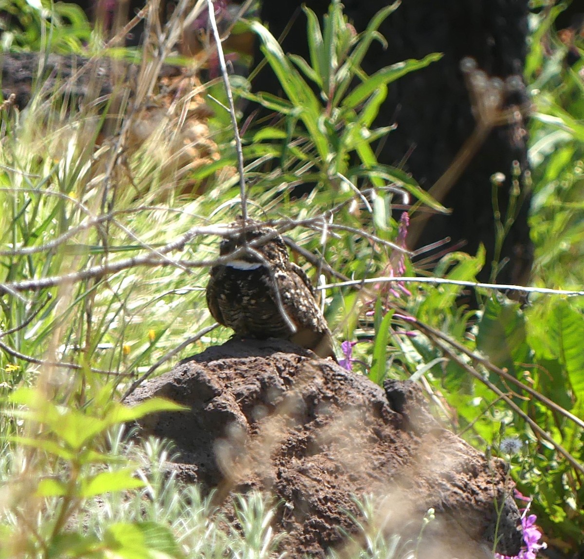 Common Poorwill - ML611488226