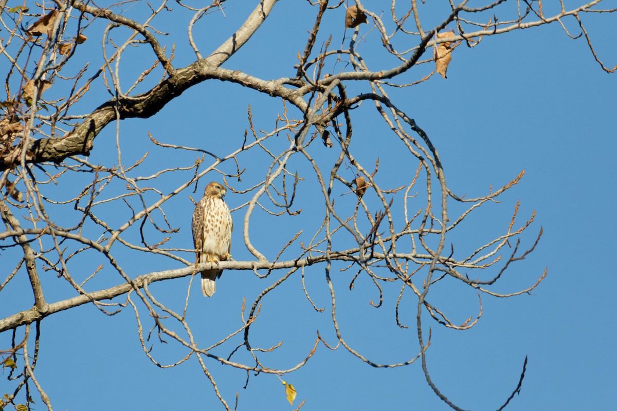 Red-shouldered Hawk - ML611488259