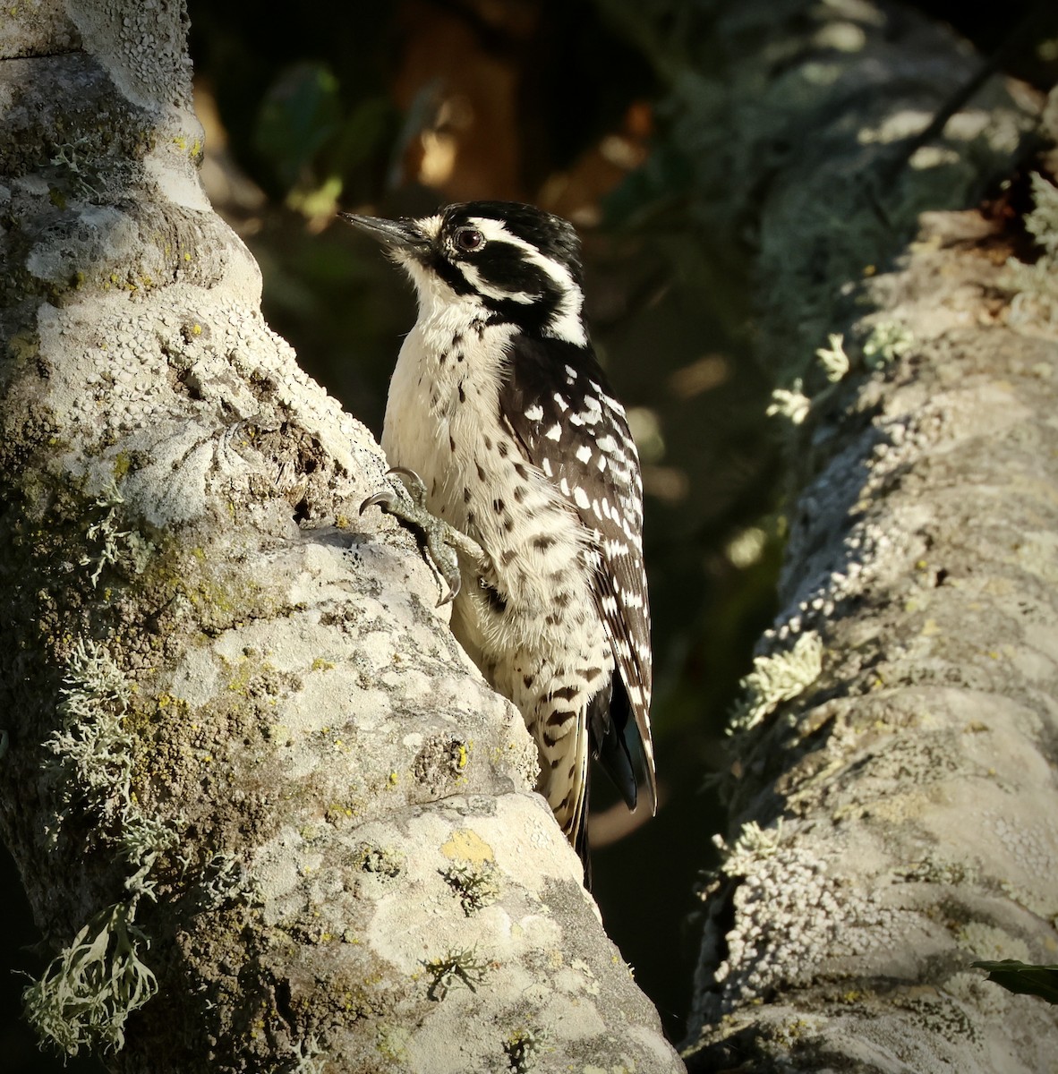 Nuttall's Woodpecker - ML611488262