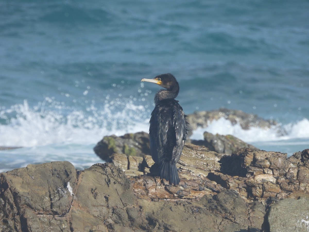 Great Cormorant - ML611488317