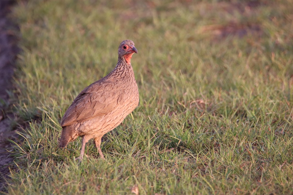 Francolin de Swainson - ML611488327