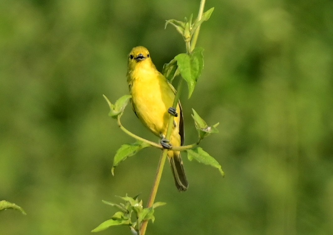 Common Iora - ML611488350