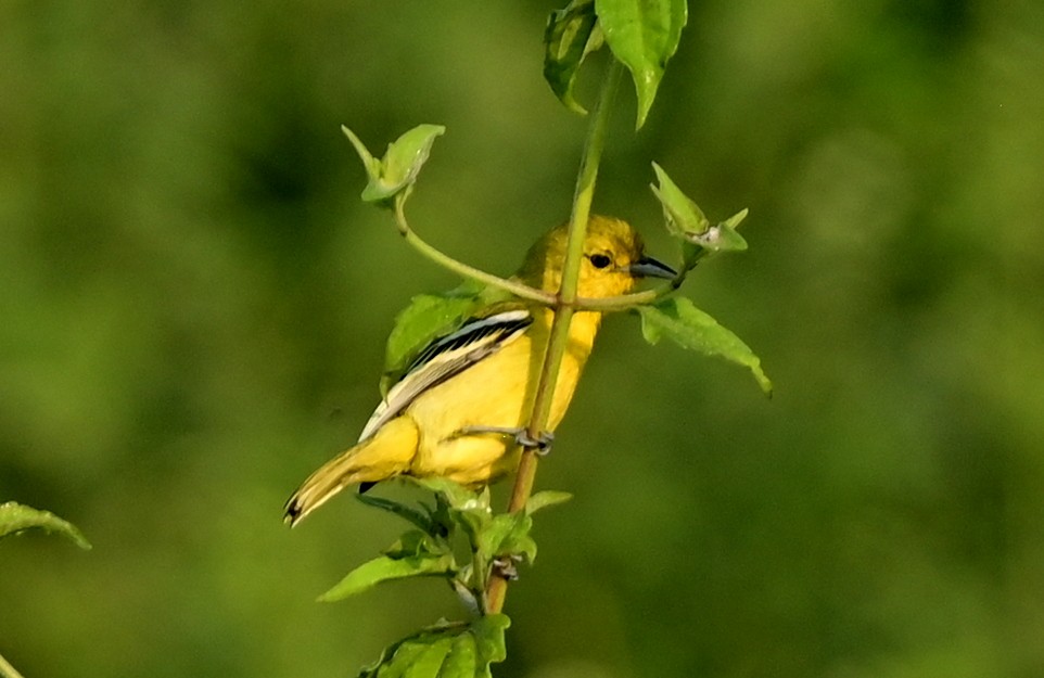 Common Iora - ML611488351