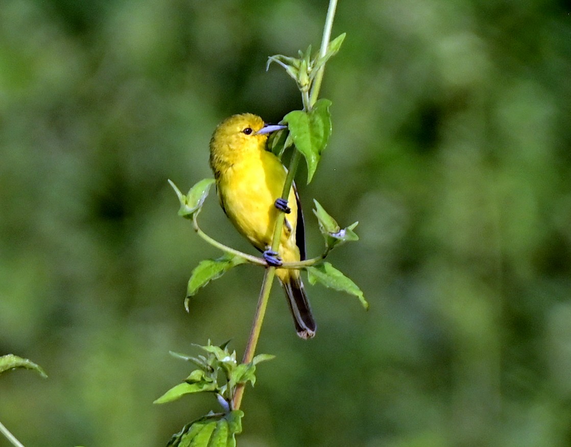 Common Iora - ML611488352