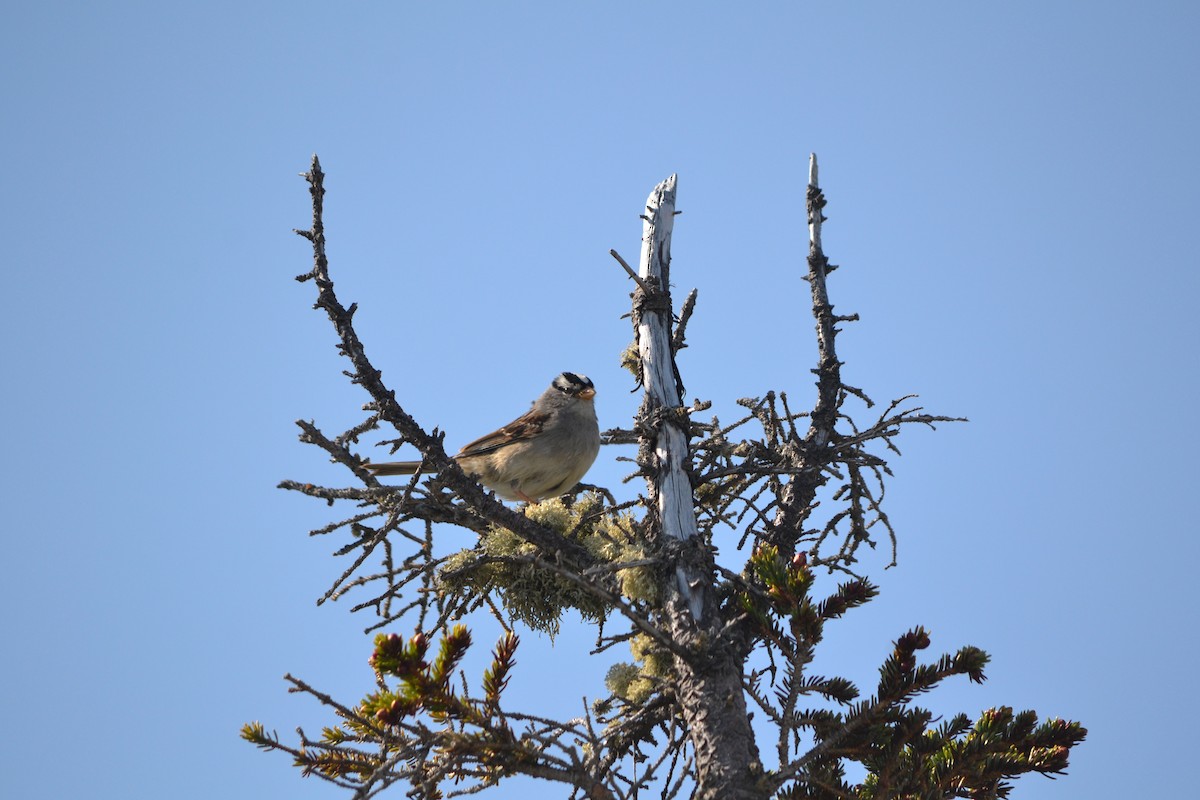 White-crowned Sparrow - Sarah Bonnett