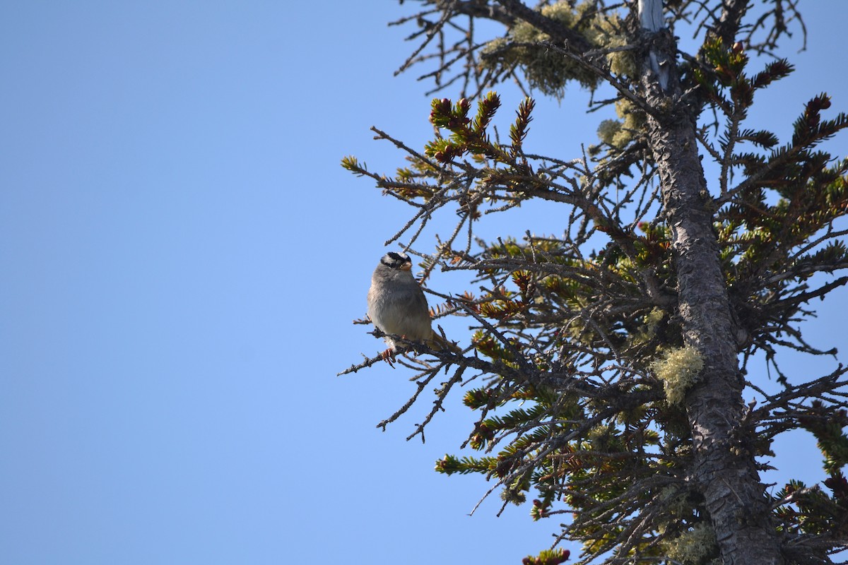 White-crowned Sparrow - ML611488382