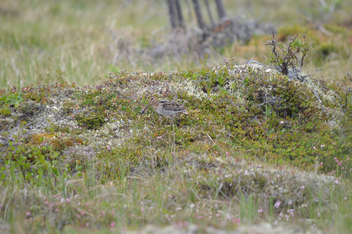 Wilson's Snipe - ML611488391